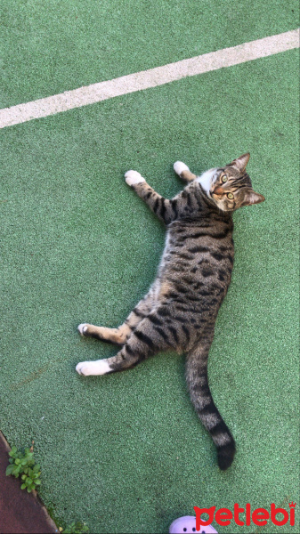 Tekir Kedi, Kedi  ceviz fotoğrafı