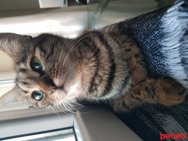Tekir Kedi, Kedi  Balım fotoğrafı
