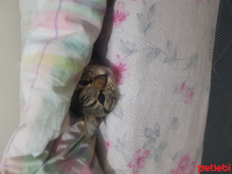 Tekir Kedi, Kedi  Balım fotoğrafı