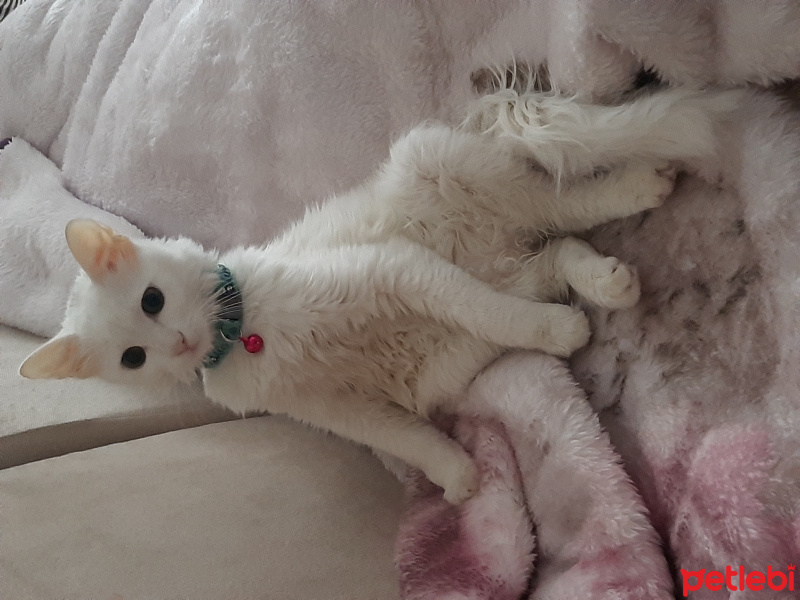 Ankara Kedisi, Kedi  Pamuk fotoğrafı