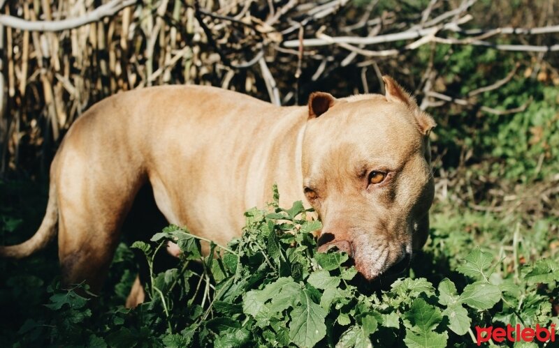 Amerikan Pitbull Terrier, Köpek  Zeyna fotoğrafı