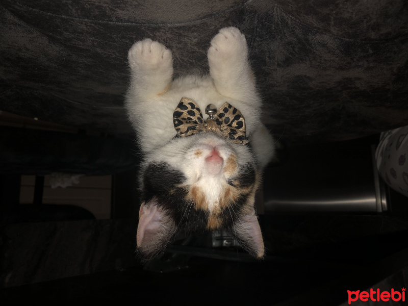 Tekir Kedi, Kedi  Şans fotoğrafı