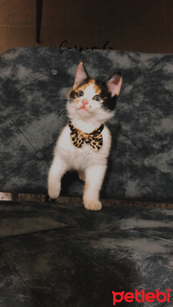 Tekir Kedi, Kedi  Şans fotoğrafı