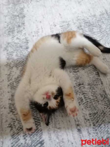 Tekir Kedi, Kedi  Şans fotoğrafı