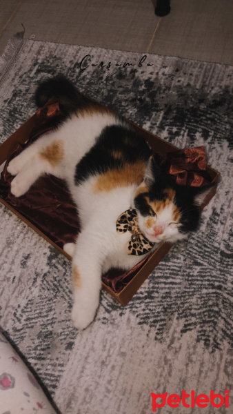 Tekir Kedi, Kedi  Şans fotoğrafı