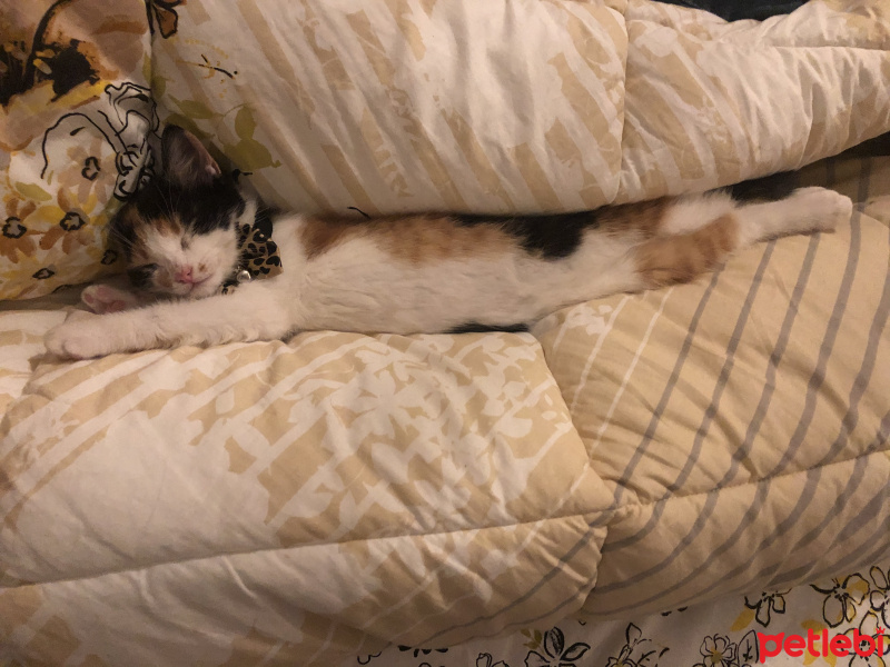 Tekir Kedi, Kedi  Şans fotoğrafı