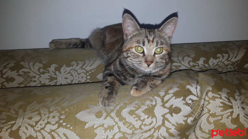 Tekir Kedi, Kedi  Zeyna fotoğrafı