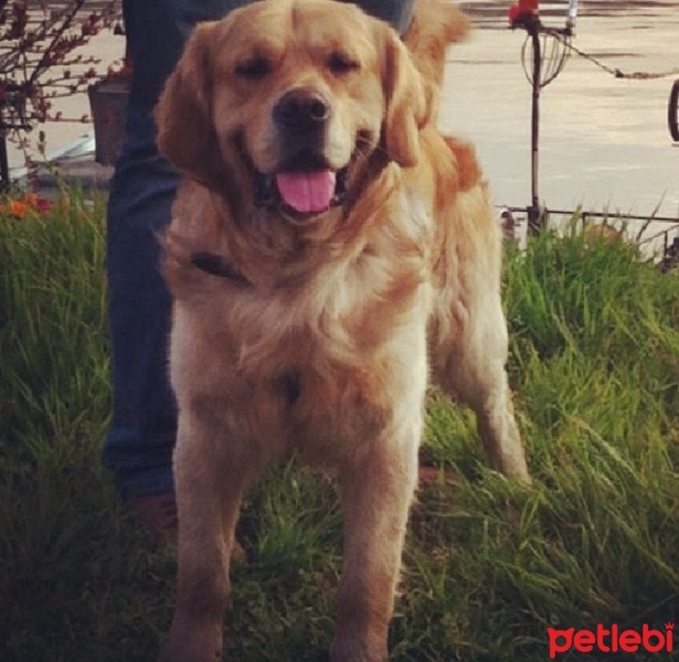 Golden Retriever, Köpek  Tom fotoğrafı