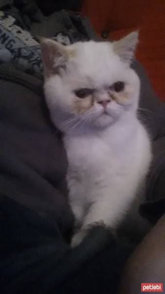 Exotic Shorthair, Kedi  Kontes fotoğrafı