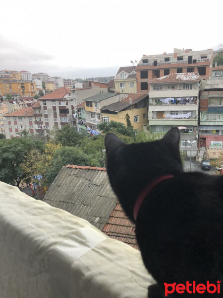 Bombay, Kedi  Shargo fotoğrafı