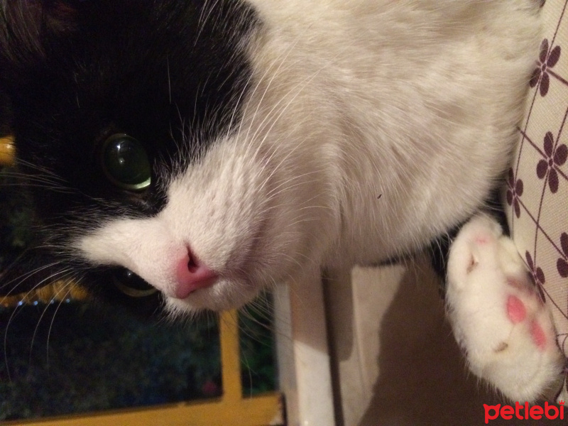 Tuxedo (Smokin) Kedi, Kedi  Pati fotoğrafı