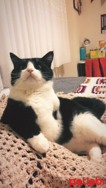 Tuxedo (Smokin) Kedi, Kedi  Pati fotoğrafı