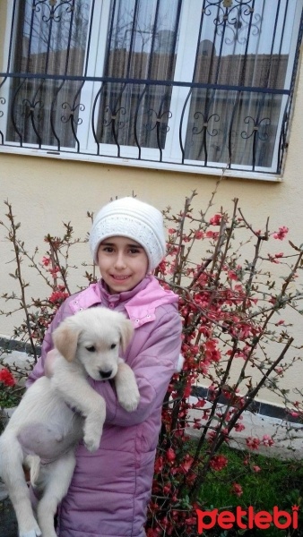 Labrador Retriever, Köpek  Balım fotoğrafı