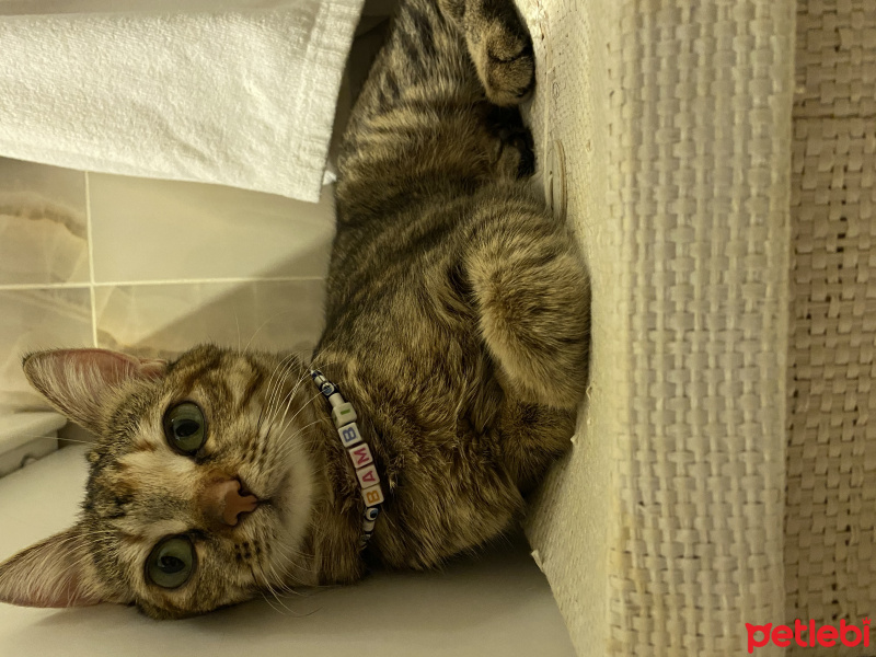 Tekir Kedi, Kedi  Bambi fotoğrafı