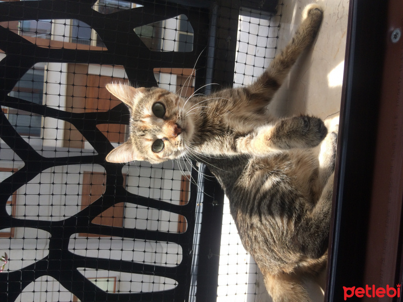 Tekir Kedi, Kedi  Bambi fotoğrafı