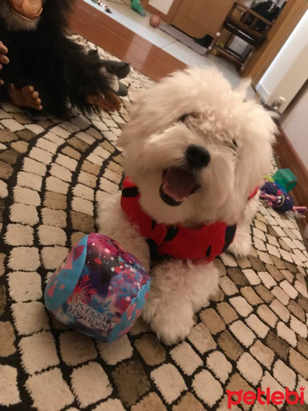 Maltese, Köpek  Nira fotoğrafı