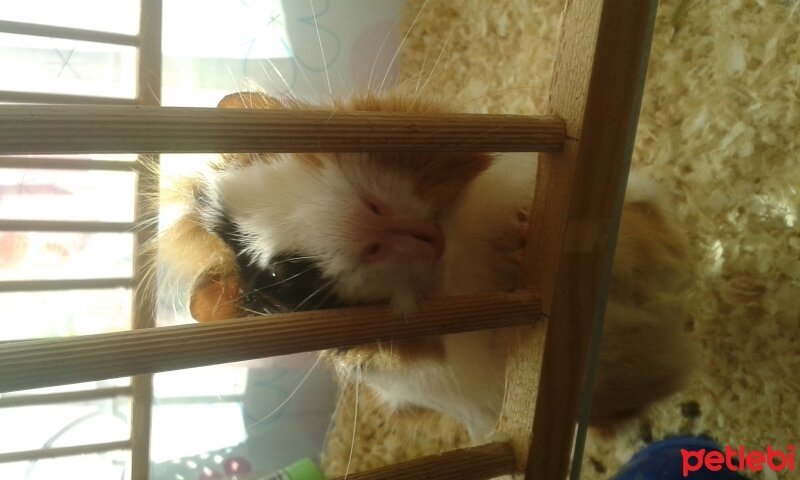 Guinea Pig, Kemirgen  çakıl fotoğrafı