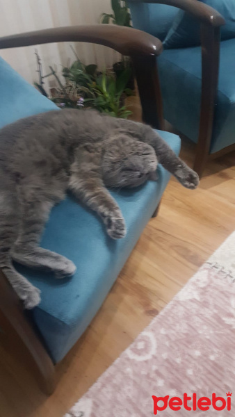 British Shorthair, Kedi  Simba fotoğrafı