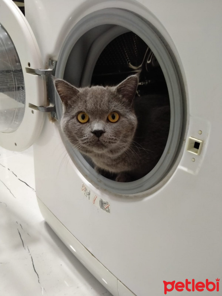British Shorthair, Kedi  Simba fotoğrafı