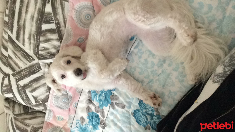 Maltese, Köpek  alice fotoğrafı
