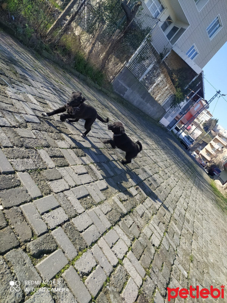 Alman Çoban Köpeği, Köpek  Leo ve katarina fotoğrafı