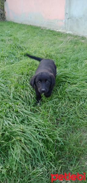 Alman Çoban Köpeği, Köpek  Leo ve katarina fotoğrafı