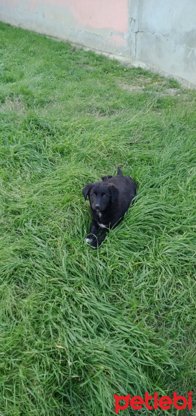 Alman Çoban Köpeği, Köpek  Leo ve katarina fotoğrafı