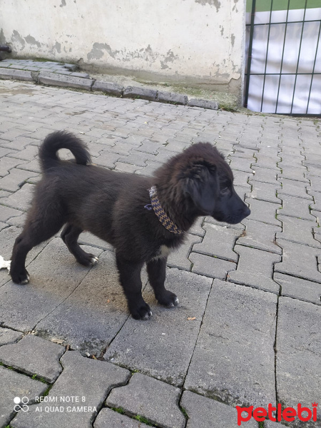 Alman Çoban Köpeği, Köpek  Leo ve katarina fotoğrafı