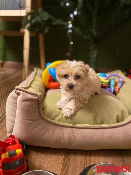 Maltese, Köpek  Mia fotoğrafı