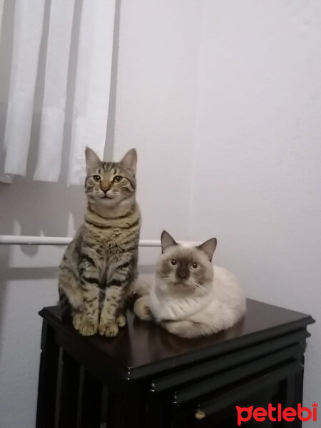 Tekir Kedi, Kedi  Paspas fotoğrafı