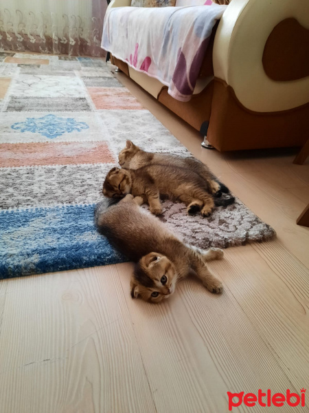 Exotic Shorthair, Kedi  SCHOTİSH EGZOTİK fotoğrafı