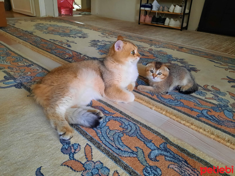 Exotic Shorthair, Kedi  SCHOTİSH EGZOTİK fotoğrafı