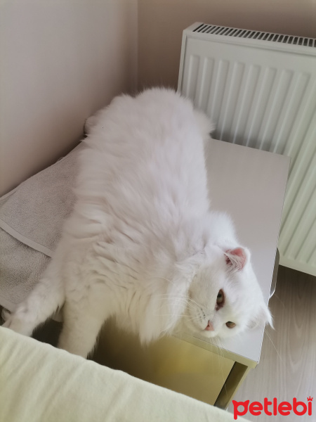 Ankara Kedisi, Kedi  Pamuk fotoğrafı