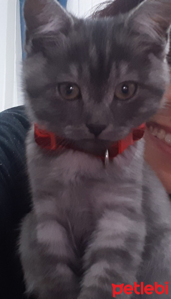 British Shorthair, Kedi  Incir fotoğrafı