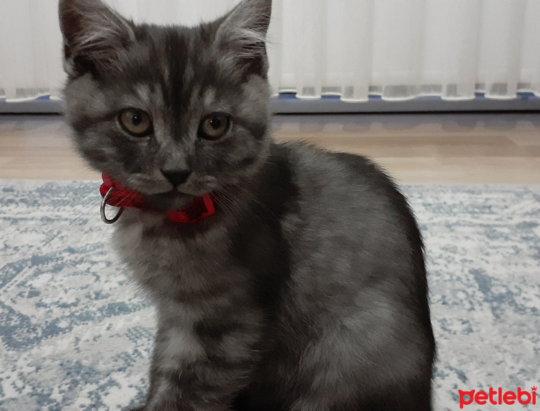 British Shorthair, Kedi  Incir fotoğrafı