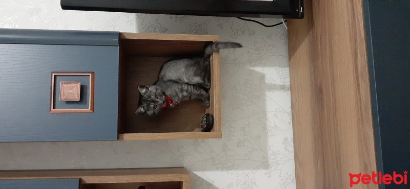 British Shorthair, Kedi  Incir fotoğrafı