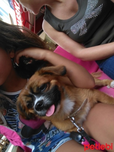 Pekingese, Köpek  Artiat fotoğrafı