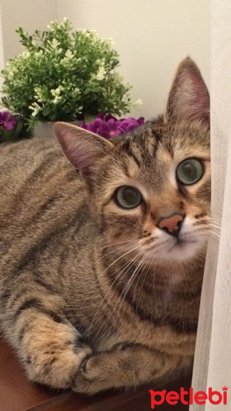 Tekir Kedi, Kedi  KAJU fotoğrafı