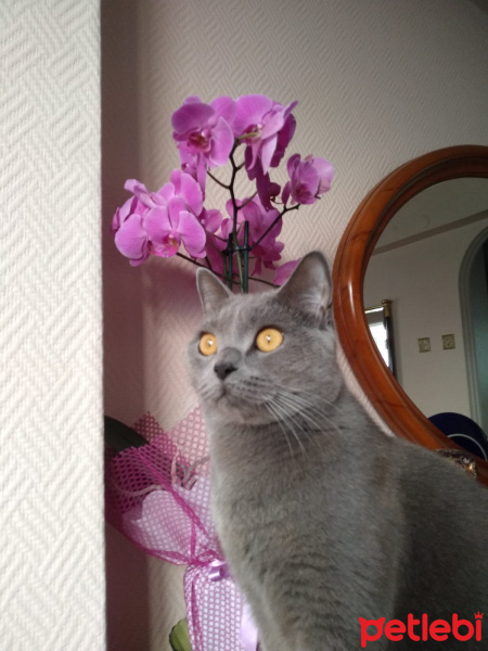 British Shorthair, Kedi  Paşa fotoğrafı