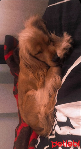 İngiliz Cocker Spaniel, Köpek  Kral fotoğrafı