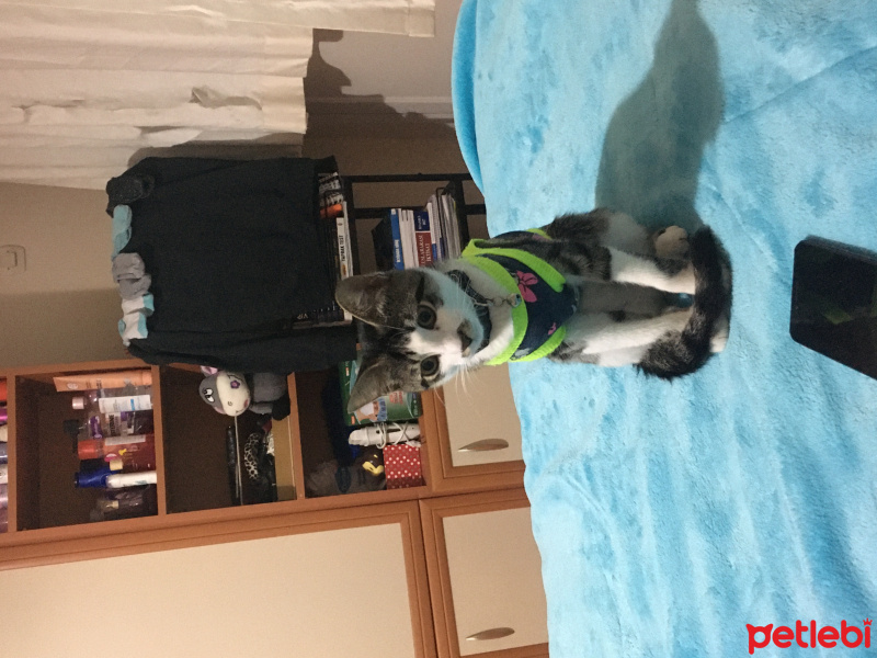 Tekir Kedi, Kedi  Roka fotoğrafı