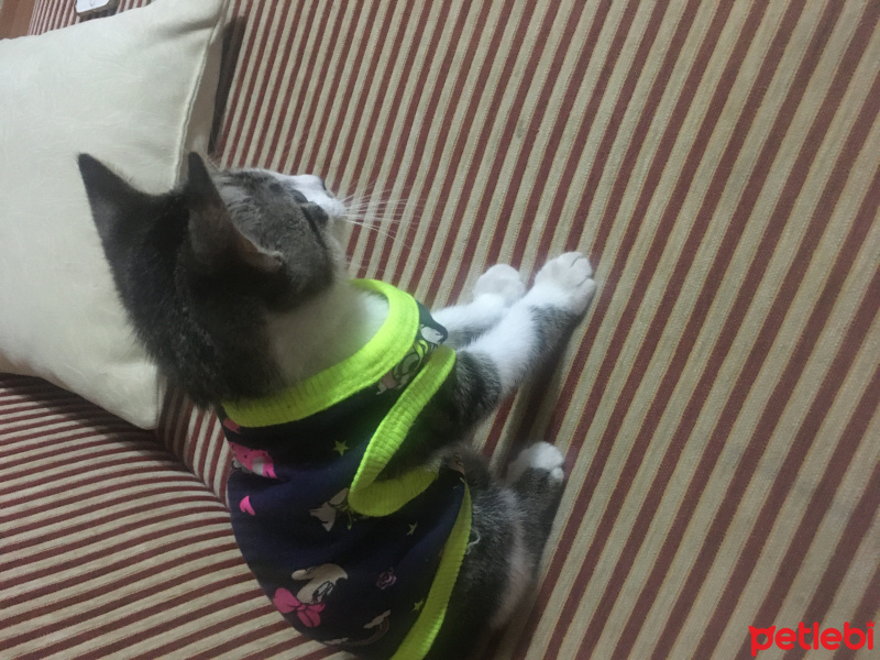 Tekir Kedi, Kedi  Roka fotoğrafı