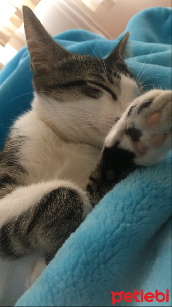 Tekir Kedi, Kedi  Roka fotoğrafı