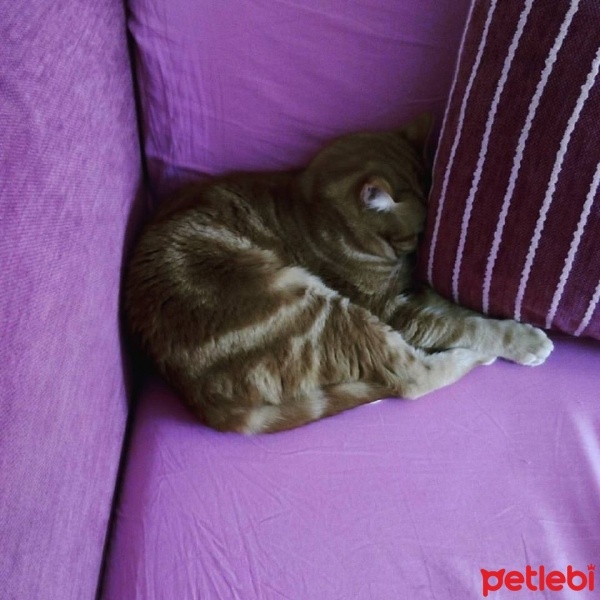 Tekir Kedi, Kedi  meze fotoğrafı