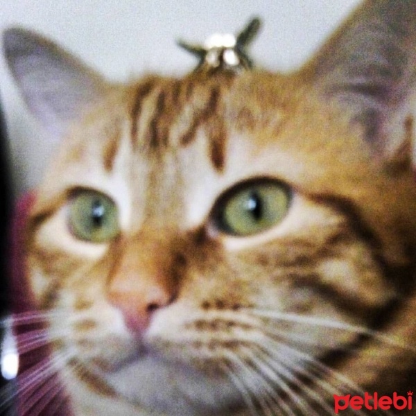 Tekir Kedi, Kedi  meze fotoğrafı