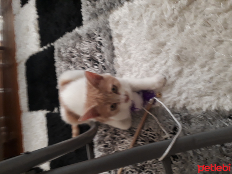 Sarman, Kedi  Pufi fotoğrafı