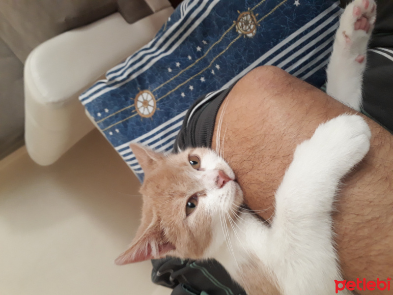 Sarman, Kedi  Pufi fotoğrafı