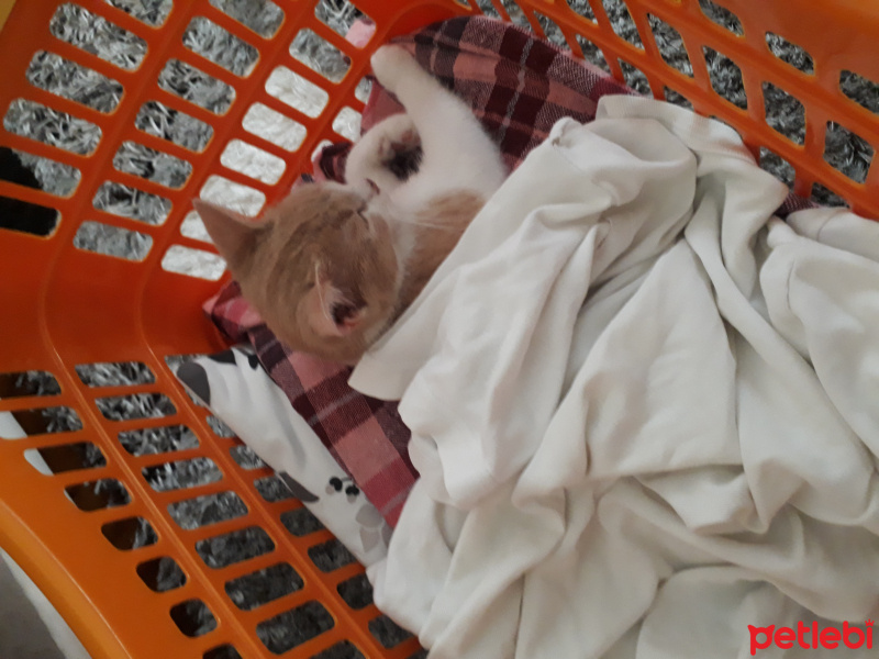 Sarman, Kedi  Pufi fotoğrafı