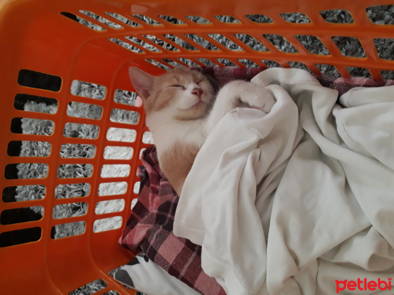 Sarman, Kedi  Pufi fotoğrafı