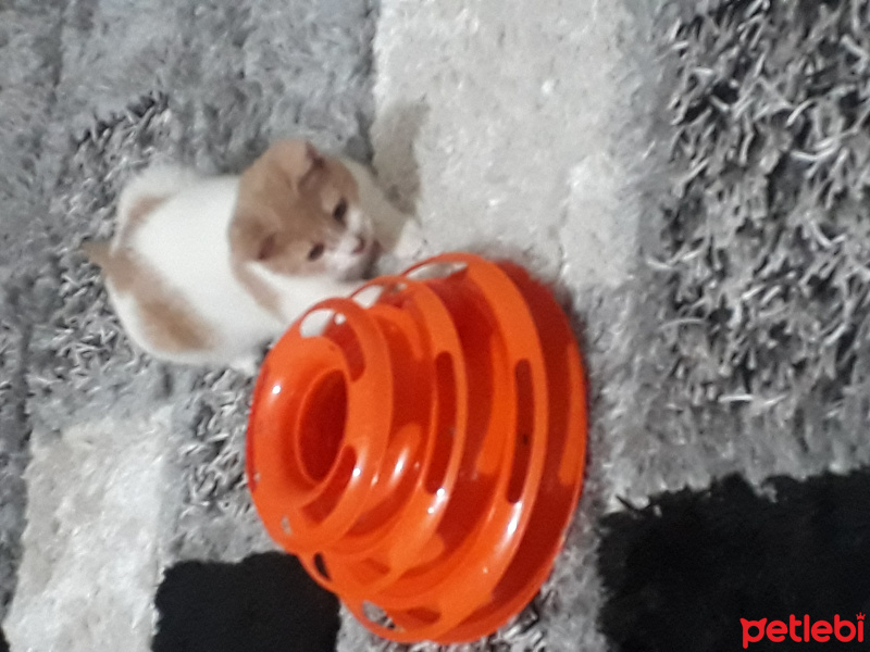 Sarman, Kedi  Pufi fotoğrafı